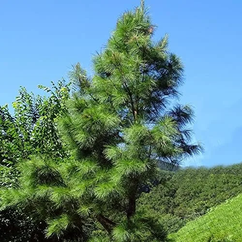 Miniatura 3 de MySeeds.Co, semillas de árbol Pinus taeda (pino loblolly, pino incienso) por MySeeds.Co, elige la cantidad (1/4 oz (250 semillas))