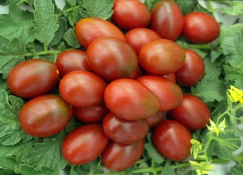 Miniatura 7 de Semillas Verduras Tomate Negro De Barao - 40 Semillas
