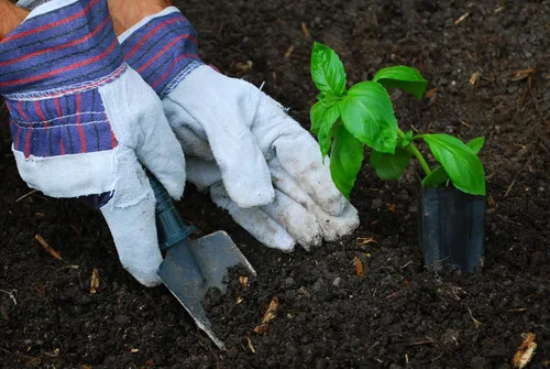 Miniatura 2 de Guantes de trabajo ATERET AG60 con puño de seguridad y pulgar en diagonal Juego de 12 pares Ideal para paisajismo y jardinería
