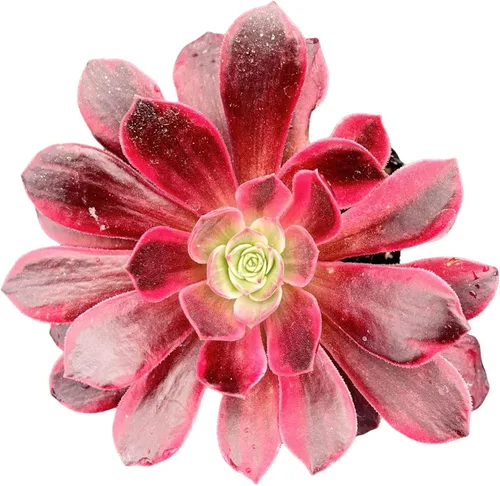 Sprout N Green Aeonium - Vestido de novia blanco, maceta viva rara suculenta en maceta de 2 pulgadas, planta de casa real para recuerdos de fiesta,