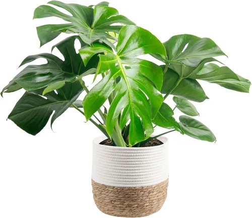 Miniatura 12 de Costa Farms - Philodendron birkin, planta de interior viva, 14 pulgadas de alto, maceta decorativa blanca, colección Trending Tropicals