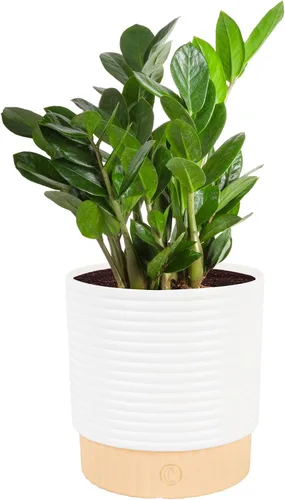Costa Farms ZZ Zamioculcas Zamiifolia, planta de interior, 12 pulgadas de alto, maceta decorativa blanca natural.