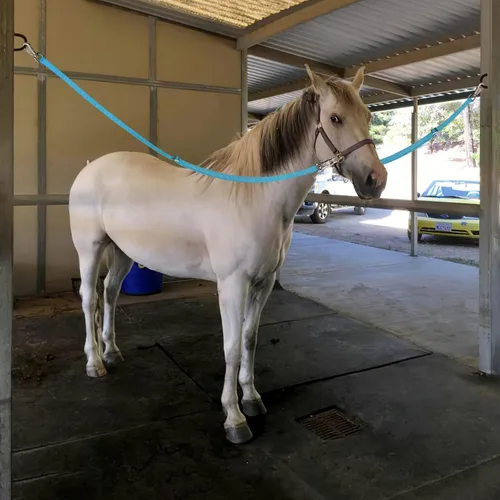 Miniatura 7 de Cross Ties for Horse,Heavy Duty Nylon Trailer Tie with Strong Panic Snap and Bull Snap,Adjustable Length from 45.2" to 78.7",Professional Horse Azul