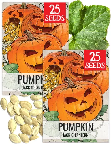 Miniatura 36 de Seed Needs, Jack O' Lantern - Semillas de calabaza – 25 semillas tradicionales para plantar Cucurbita Pepo – Sin OMG y sin tratar, ideal para tallar