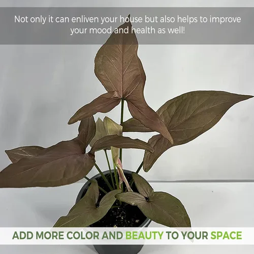Miniatura 4 de Syngonium Rosado Schott (paquete de 2) por LEAL PLANTS ECUADOR Plantas de interior de orejas de elefante abigarradas raras Plantas vivas