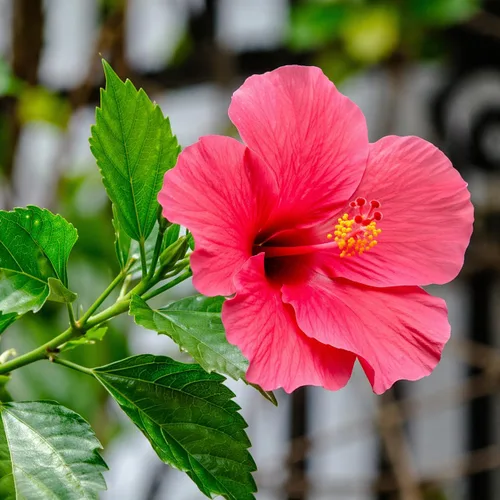 Miniatura 5 de 5 arbustos de hibisco rojo Lucy Rose of Sharon (Althea) - Plantas vivas de 10 a 18 pulgadas de alto - Plántulas de arbustos/árboles en flor - Rojo