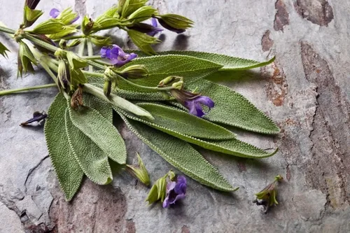 Miniatura 2 de Salvia de jardín (Salvia Officinalis) Hierbas sin OMG para plantar