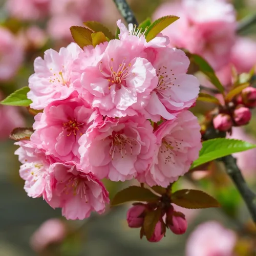 Prunus triloba - 2 arbustos de almendras con flores rosadas (ciruelos en flor) - Árboles de 6 a 12 pulgadas de alto - Plantas ornamentales vivas -
