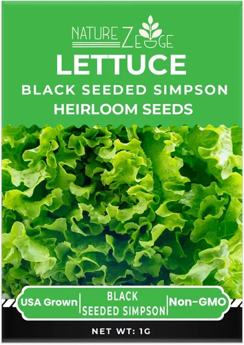 Miniatura 6 de Semillas de lechuga para plantar, lechuga romana roja, lechuga mantecosa Bibb, Simpson de semilla negra, lechuga iceberg Green Ice, sin OGM..