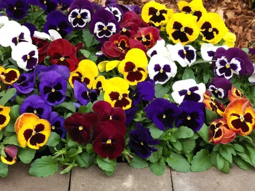 Miniatura 2 de Viola Philippica Seeds - 299 piezas - Encantadoras flores moradas y azules con hojas en forma de corazón Plantas perennes resistentes y de bajo