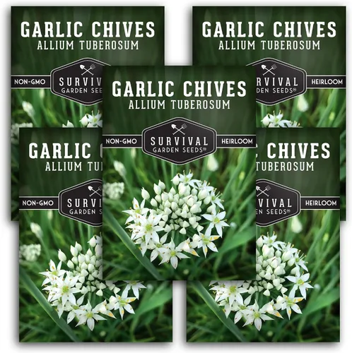 5 paquetes de semillas de cebollino de ajo para plantar, paquete con instrucciones para cultivar deliciosas hierbas perennes en el huerto de tu