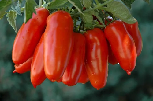 Miniatura 6 de Semillas Verduras Tomate en Forma de Pimienta - 25 Semillas
