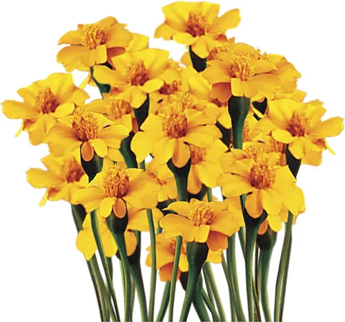 Miniatura 13 de Park Seed Whopper - Semillas de flores de caléndula amarilla, flores gigantes de 4 pulgadas totalmente dobles, tolerantes a la botrytis y Amarillo