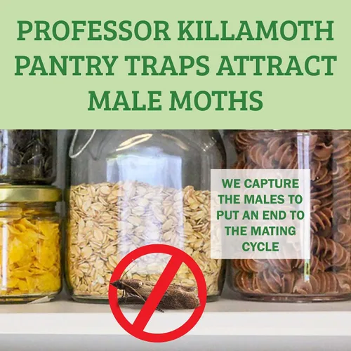 Miniatura 7 de Professor Killamoth Trampas para polillas de despensa superior, paquete de 6 con feromonas prime, sin insecticidas, seguras, no tóxicas y protección