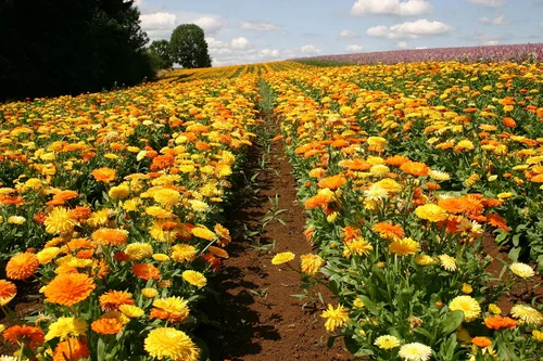 Miniatura 2 de Semillas Caléndula Mix Pot Caléndulas Flores anuales