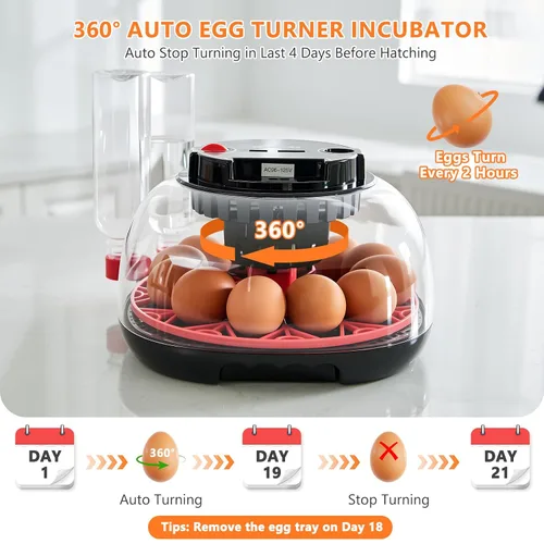 Miniatura 3 de Incubadoras para incubar huevos - Capacidad de 12 huevos, incubadora de huevos con giro automático de huevos y control de temperatura, incubadora
