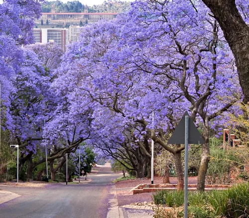 Miniatura 2 de Blue Jacaranda Tree Seeds (100 semillas) - Árbol de flores azul raro fácil de cultivar