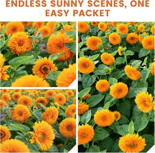 Miniatura 6 de Más de 1000 semillas de girasol para plantar, semillas de flores para plantar, variedad enana, jardines y bordes, fáciles de cultivar con alta tasa