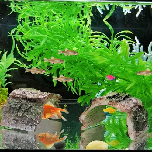 Miniatura 5 de Paquete de 2 adornos de tronco de árbol hueco de resina de tronco de betta, escondite de acuario, cueva de reptil, tarántula, decoración de tanque
