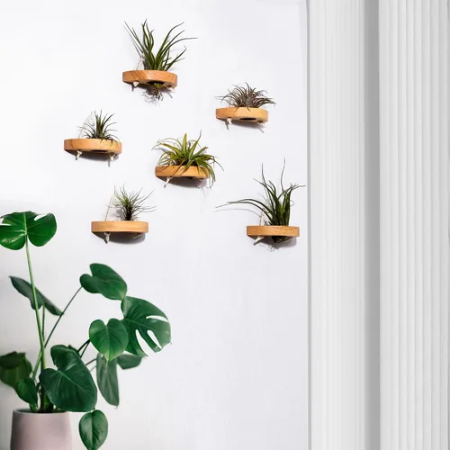 Miniatura 6 de soporte para plantas de aire, pequeño soporte de exhibición para plantas de aire. Montaje en pared para ahorrar espacio, decoración de pared.