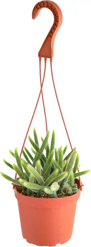 Miniatura 13 de Shop Succulents - Planta colgante Monstera Adansonii, planta de interior viva, planta colgante de queso suizo de fácil cuidado para el hogar