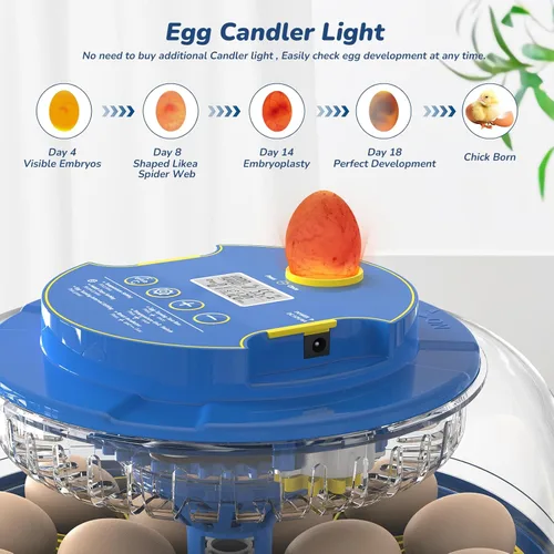 Miniatura 3 de Incubadora para incubar huevos con giro automático de huevos y control de temperatura/humedad, incubadora de 18 huevos para huevos de Azul glaciar