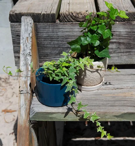 Miniatura 2 de American Plant Exchange Paquete de 2 macetas de hiedra inglesa, paquete de 2 macetas de 4 pulgadas, plantas de interior verdes y abigarradas