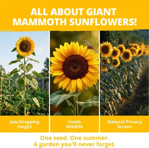 Miniatura 5 de HOME GROWN Semillas de girasol para plantar Más de 520 semillas de girasol de mamut gigante para plantar paquete a granel reliquia, alta