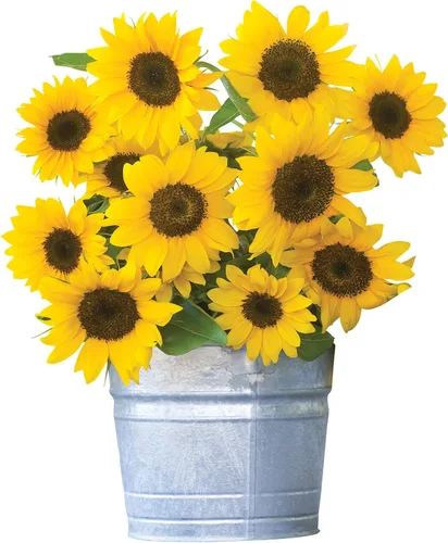 Miniatura 5 de Burpee Semillas de girasol crimson blaze sobre con 30 semillas Sunforest