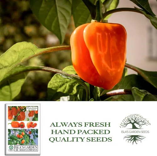 Miniatura 4 de Semillas de habañero para plantar, más de 25 semillas tradicionales por paquete, pimiento picante y picante, semillas de jardín de Isla