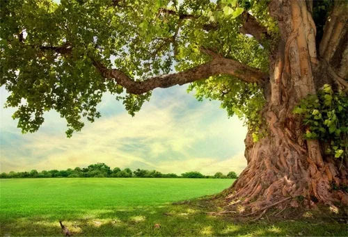 Yeele Telón de fondo de primavera de 12 x 8 pies para fotografía, parque de primavera, prado, fondo de árbol viejo, picnic al aire libre, paisajes