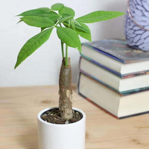 Miniatura 2 de Altman Plants, Planta de Árbol del Dinero Viva, Árbol del Dinero Pachira Aquatica, Árbol del Dinero Feng Shui Pachira Aquatica, Planta Pachira Árbol