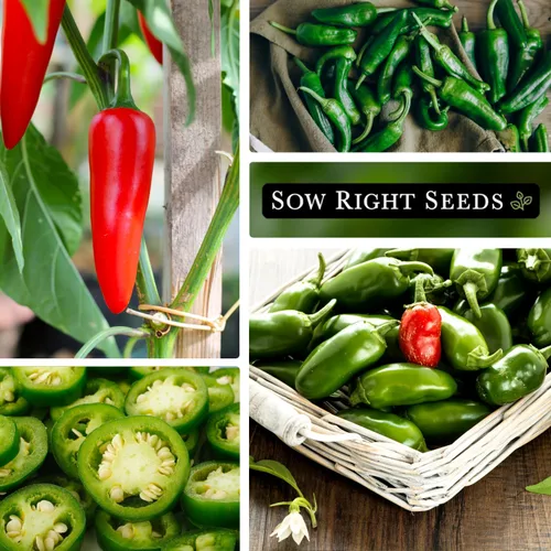 Miniatura 4 de Sow Right Seeds - Semilla de pimiento jalapeño para plantar - Paquete de reliquia sin OMG con instrucciones para plantar un huerto en el hogar al