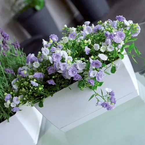 Miniatura 3 de Prosper Plast Coubi Box Planter, 29 x 14.2 x 13.6 cm, White, 29x14.2x13.6 cm
