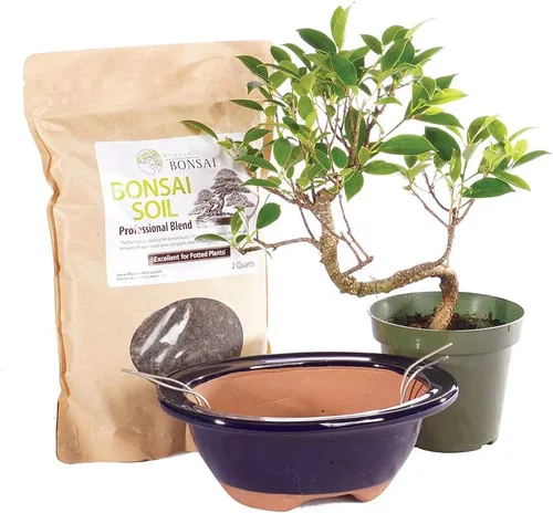 Brussel's Bonsai Live Golden Gate Ficus Kit de Árbol Bonsái - Árbol Ficus Bonsái Pequeño para Interiores - Kit de Bonsái con Maceta de Cerámica
