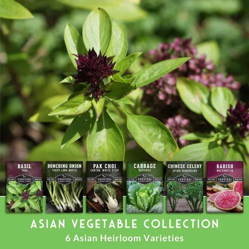 Miniatura 3 de Survival Garden Seeds - Bóveda de semillas asiáticas de recolección de verduras para plantar - Albahaca tailandesa, repollo napa, cantón pak choi