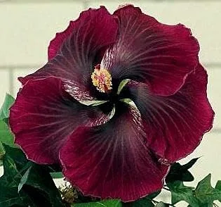 20 semillas de hibisco negro rojo oscuro flores perennes flor flor flor jardín árbol