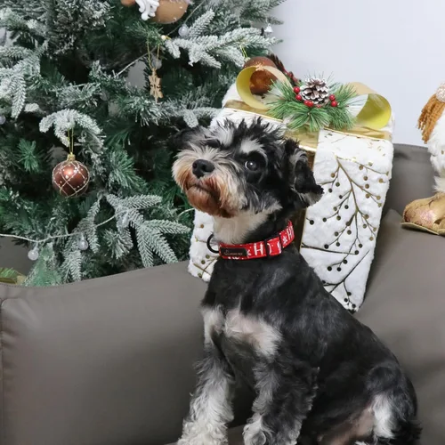 Miniatura 4 de Aring Pet Collar navideño para perro, lindo, ajustable, de algodón, para cachorros, perros pequeños, medianos y grandes, con copos de nieve, rojo Z