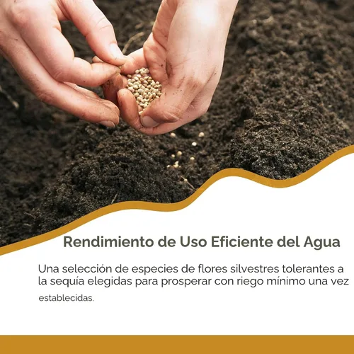 Miniatura 7 de Mezcla de flores silvestres tolerantes a la sequía, más de 20,000 semillas, paquete resellable extra grande de 1 onza - Semillas de flores sin OMG
