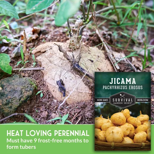 Miniatura 5 de Semillas de jícama para plantar – Nabo mexicano (Pachyrhizus Erosus), vegetal de raíz de ñame – Vid tolerante a la sequía de temporada cálida