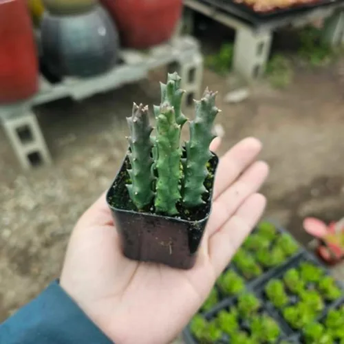 Miniatura 6 de Lifesaver Zebrina Cactus Estrella de Mar, Planta de Cactus, Cactus Rastrero Suculento Bien Enraizado en Maceta de 2", Planta de Interior Ornamental
