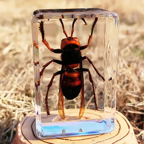 Miniatura 2 de 12 piezas de especímenes de insectos en colección de resina pisapapeles diferentes especímenes de insectos preservados en resina para preescolar