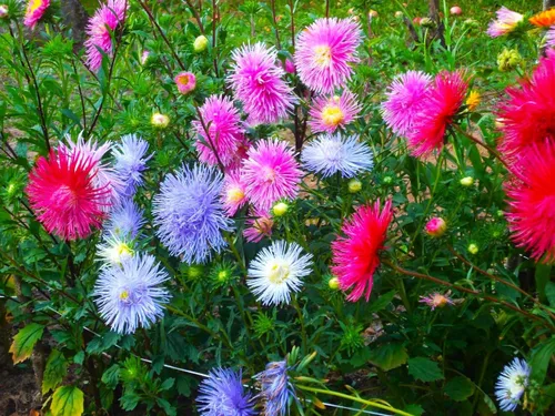 Miniatura 2 de Needle Aster Seed Mix Multicolor 100 semillas para plantar sin OMG