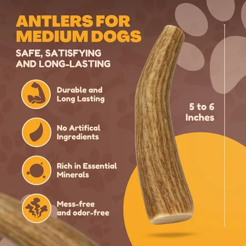 Miniatura 2 de Whitetail Naturals - Paquete de 3 masticables medianos para perros con cuernos de ciervo - Cuernos para perros medianos - Huesos de perro