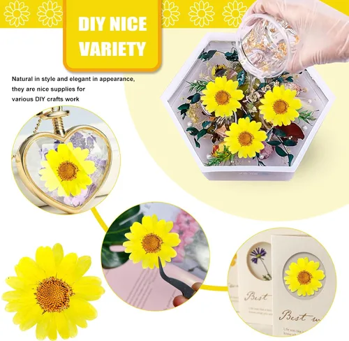Miniatura 3 de 60 girasoles secos prensados amarillos para adornos de manualidades, flores secas naturales de 1.2 pulgadas, margarita grande para joyería