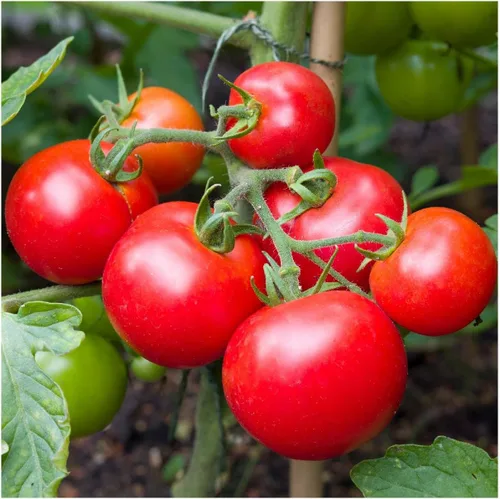 Miniatura 4 de Everwilde Farms - 25 semillas de tomate orgánicas Moneymaker Heirloom - Paquete Gold Vault
