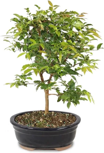 Miniatura 3 de Brussel's Bonsai - Árbol bonsái para interiores, L 2-Verde