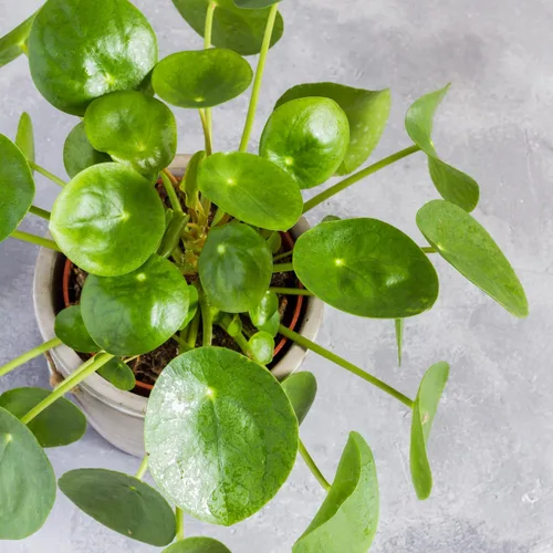 2 plantas de Pilea Peperomioides para interiores, plantas de Pilea Peperomioides sin maceta Plantas de interior vivas