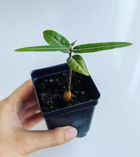 Miniatura 3 de Plántula de árbol bonsái Planta Caudex viva (Adansonia Digitata African Baobab)