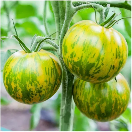 everwilde explotaciones – Verde Zebra Heirloom semillas de tomate – Oro Vault